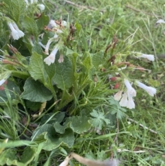 Symphytum officinale at Wamboin, NSW - 9 Oct 2023