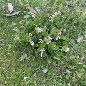 Symphytum officinale at Wamboin, NSW - 9 Oct 2023