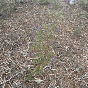 Comesperma ericinum at Wamboin, NSW - 3 Oct 2023 06:40 PM