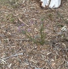 Comesperma ericinum at Wamboin, NSW - 3 Oct 2023 06:40 PM