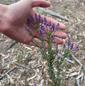 Comesperma ericinum at Wamboin, NSW - 3 Oct 2023 06:40 PM