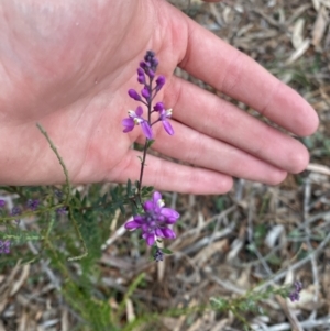 Comesperma ericinum at Wamboin, NSW - 3 Oct 2023 06:40 PM