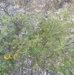 Dillwynia phylicoides at Wamboin, NSW - 30 Sep 2023 04:48 PM