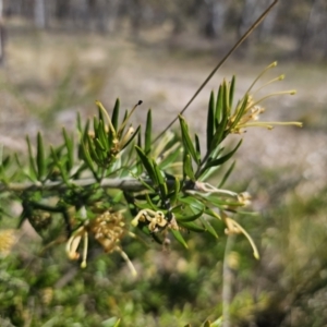 Grevillea juniperina subsp. sulphurea at Jerangle, NSW - 14 Oct 2023 01:04 PM