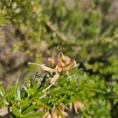 Grevillea juniperina subsp. sulphurea at Jerangle, NSW - 14 Oct 2023 01:04 PM