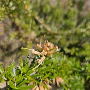Grevillea juniperina subsp. sulphurea at Jerangle, NSW - 14 Oct 2023