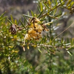 Grevillea juniperina subsp. sulphurea at Jerangle, NSW - 14 Oct 2023 01:04 PM