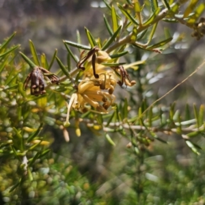 Grevillea juniperina subsp. sulphurea at Jerangle, NSW - 14 Oct 2023 01:04 PM