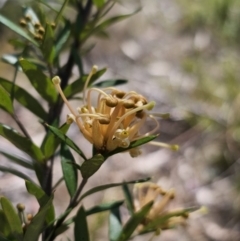 Grevillea juniperina subsp. sulphurea at Jerangle, NSW - 14 Oct 2023 01:04 PM