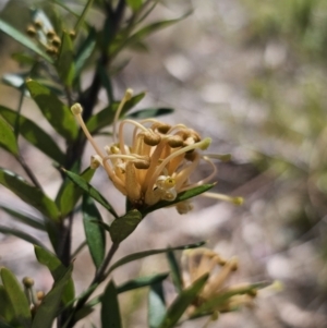 Grevillea juniperina subsp. sulphurea at Jerangle, NSW - 14 Oct 2023