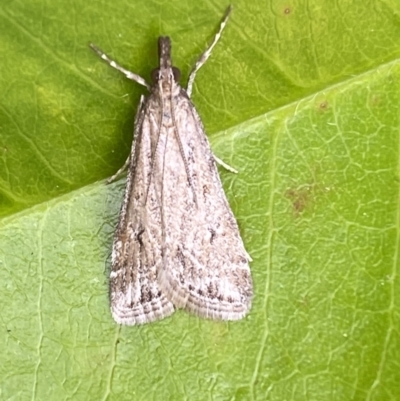 Eudonia cleodoralis (A Crambid moth) at QPRC LGA - 14 Oct 2023 by SteveBorkowskis