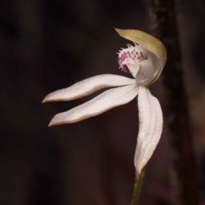 Caladenia moschata at Canberra Central, ACT - 13 Oct 2023