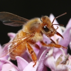 Apis mellifera (European honey bee) at Wellington Point, QLD - 13 Oct 2023 by TimL