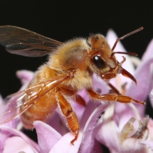 Apis mellifera at Wellington Point, QLD - suppressed