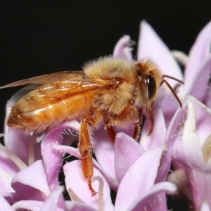 Apis mellifera at Wellington Point, QLD - suppressed