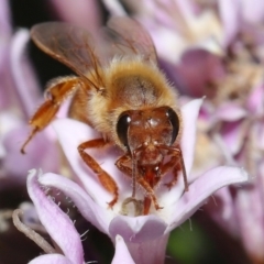 Apis mellifera at Wellington Point, QLD - suppressed