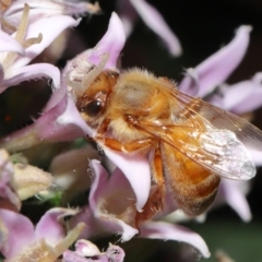 Apis mellifera at Wellington Point, QLD - suppressed