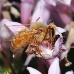 Apis mellifera at Wellington Point, QLD - suppressed