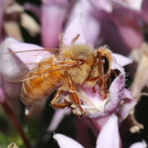 Apis mellifera at Wellington Point, QLD - suppressed
