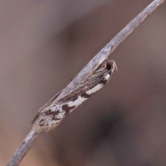 Eusemocosma pruinosa (Philobota Group Concealer Moth) at ANBG South Annex - 13 Oct 2023 by ConBoekel