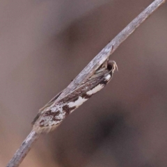 Eusemocosma pruinosa (Philobota Group Concealer Moth) at Canberra Central, ACT - 13 Oct 2023 by ConBoekel