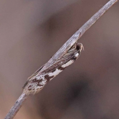 Eusemocosma pruinosa (Philobota Group Concealer Moth) at ANBG South Annex - 13 Oct 2023 by ConBoekel