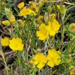 Hibbertia calycina (Lesser Guinea-flower) at Stromlo, ACT - 14 Oct 2023 by trevorpreston