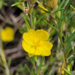 Hibbertia calycina at Stromlo, ACT - 14 Oct 2023