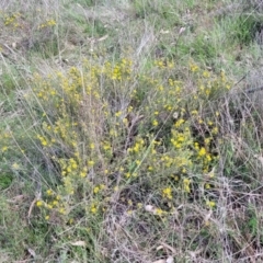 Hibbertia calycina at Stromlo, ACT - 14 Oct 2023