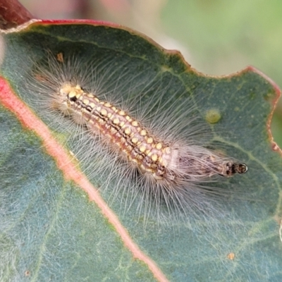 Uraba lugens (Gumleaf Skeletonizer) at Uriarra TSR - 14 Oct 2023 by trevorpreston