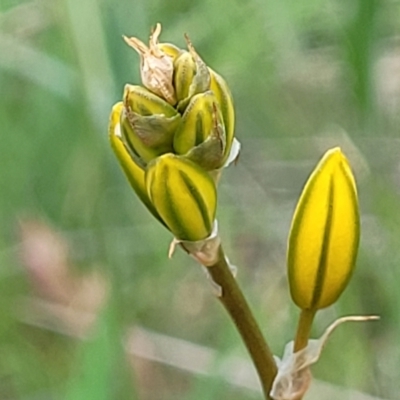 Bulbine bulbosa (Golden Lily, Bulbine Lily) at Stromlo, ACT - 14 Oct 2023 by trevorpreston