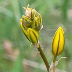Bulbine bulbosa (Golden Lily) at Stromlo, ACT - 14 Oct 2023 by trevorpreston