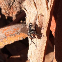 Trigonospila sp. (genus) (A Bristle Fly) at Canberra Central, ACT - 13 Oct 2023 by ConBoekel