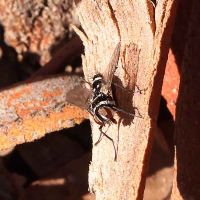 Trigonospila sp. (genus) (A Bristle Fly) at ANBG South Annex - 13 Oct 2023 by ConBoekel