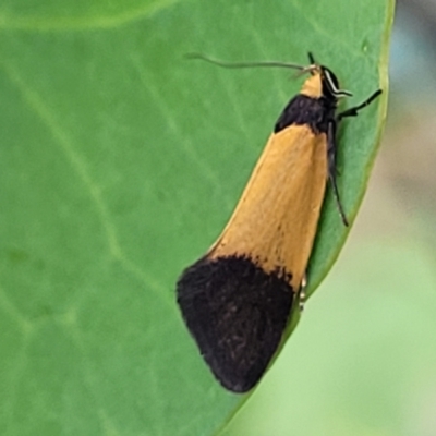 Merocroca automima (Chezala group) at Uriarra TSR - 14 Oct 2023 by trevorpreston