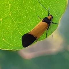 Merocroca automima at Stromlo, ACT - 14 Oct 2023