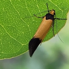 Merocroca automima at Stromlo, ACT - 14 Oct 2023