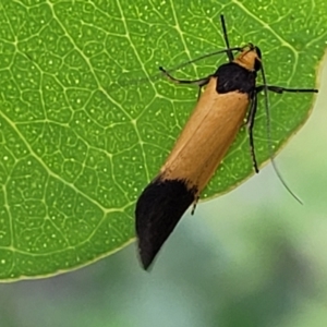 Merocroca automima at Stromlo, ACT - 14 Oct 2023