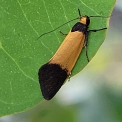 Merocroca automima at Stromlo, ACT - 14 Oct 2023