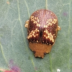 Paropsis aspera (Eucalyptus Tortoise Beetle) at Stromlo, ACT - 14 Oct 2023 by trevorpreston