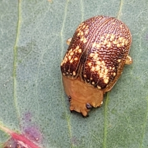 Paropsis aspera at Stromlo, ACT - 14 Oct 2023 03:18 PM