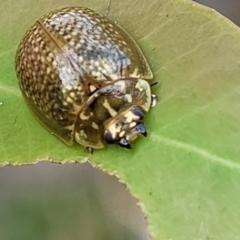 Paropsisterna cloelia (Eucalyptus variegated beetle) at Uriarra TSR - 14 Oct 2023 by trevorpreston