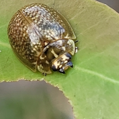 Paropsisterna cloelia (Eucalyptus variegated beetle) at Uriarra TSR - 14 Oct 2023 by trevorpreston