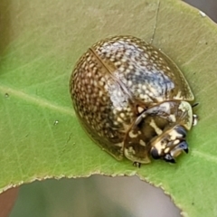 Paropsisterna cloelia at Stromlo, ACT - 14 Oct 2023 03:16 PM