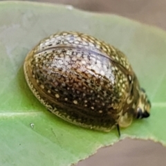 Paropsisterna cloelia at Stromlo, ACT - 14 Oct 2023 03:16 PM