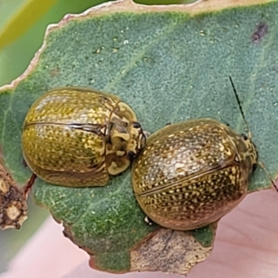 Paropsisterna cloelia (Eucalyptus variegated beetle) at Stromlo, ACT - 14 Oct 2023 by trevorpreston