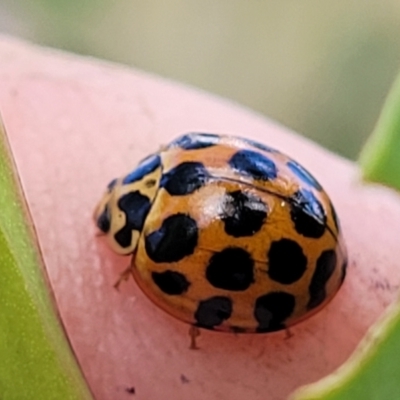 Harmonia conformis (Common Spotted Ladybird) at Stromlo, ACT - 14 Oct 2023 by trevorpreston