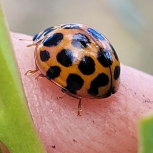 Harmonia conformis at Stromlo, ACT - 14 Oct 2023 03:16 PM