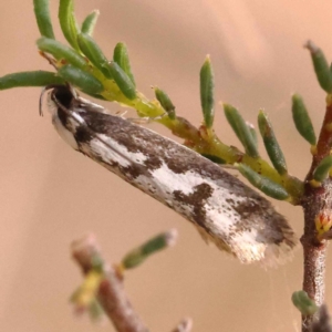 Philobota lysizona at Canberra Central, ACT - 13 Oct 2023