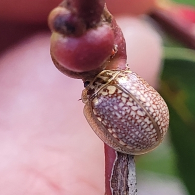 Paropsisterna decolorata (A Eucalyptus leaf beetle) at Uriarra TSR - 14 Oct 2023 by trevorpreston